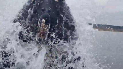 Whale Breaches On Boat Scraping Off Barnacles | Wild-ish TV