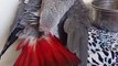 African Gray Talking Parrot | Best Talking Parrot