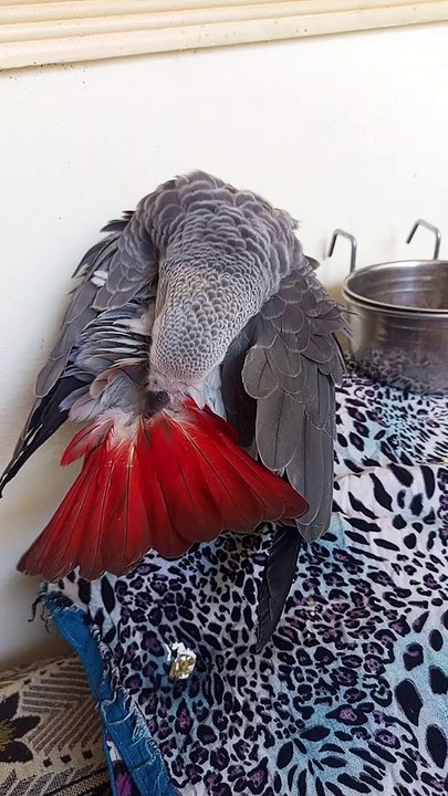 African Gray Talking Parrot | Best Talking Parrot