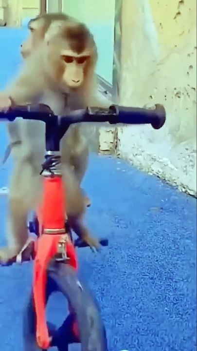 Funny Comedy Monkey