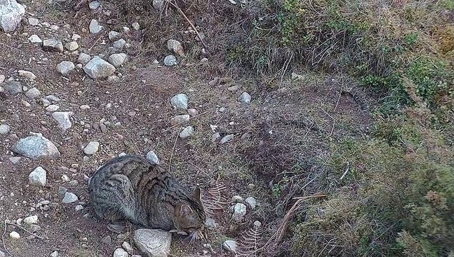 The Scottish wildcat kittens which hold the future of their species in their paws