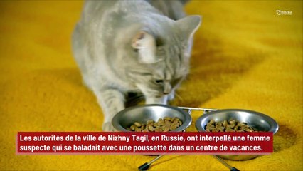 Une femme habille son chat en bébé afin de dissimuler des substances illégales !