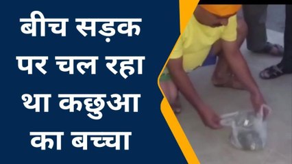 कौशाम्बी: सड़क पर दिखा कछुआ, रेस्क्यू के बाद गंगा में छोड़ा