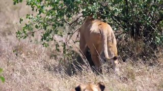 Pride of lions hunting and killing zebras (4 K_UHD)