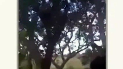 Suspeito de homicídio se esconde em árvore mas é localizado e preso