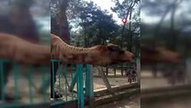 Hayvanat Bahçesinde Deveye Fazla Yaklaşan Çocuğun Ölümden Döndüğü Anlar Kameraya Yansıdı!