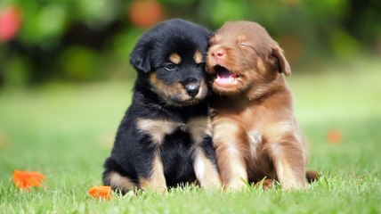So cute puppies  | Pet Hub | #shorts