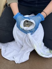 Skegness Natureland seal rescues rise