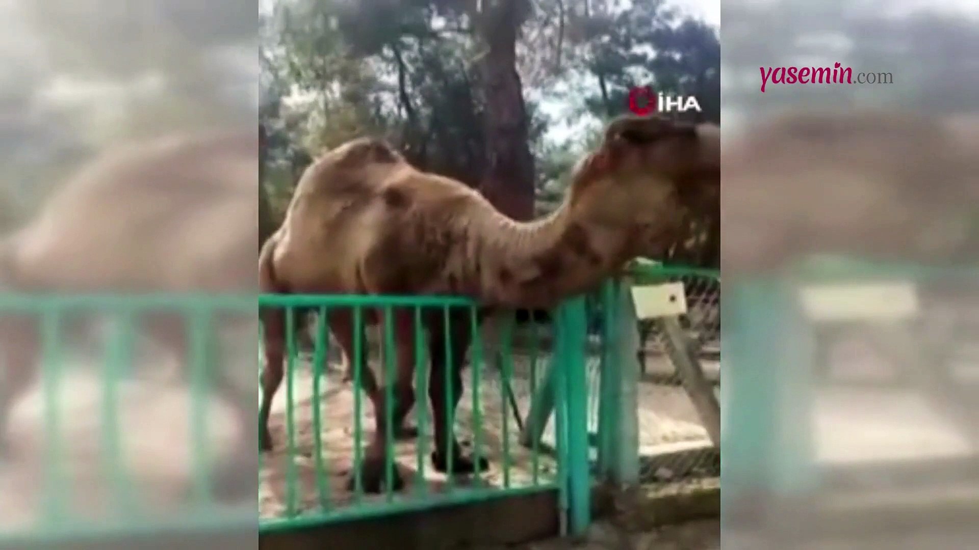 Hayvanat bahçesinde yürekleri ağza getiren anlar! Deve küçük çocuğun...