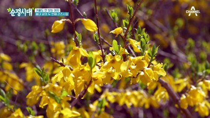 다이어트 성공! 실패? 봉녀 씨의 두 번째 리즈시절은 돌아올 수 있을까?
