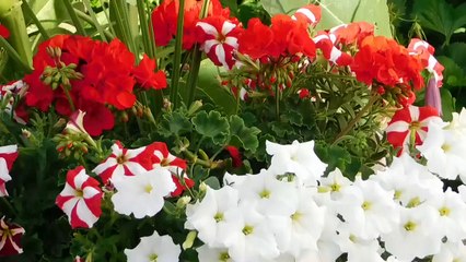 HD 4K Video Quality 🎥