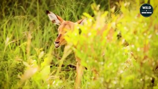 The Wild Dog's Revenge Plan Failed When The Lion Ate Its Pup - Wild Animal Life