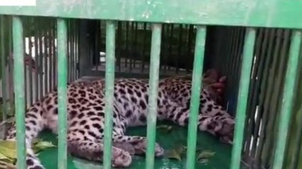 पश्चिमी चंपारण: घर में घुसे तेंदुए को किया गया ट्रेंकुलाइज, लोगों के मची थी भगदड़