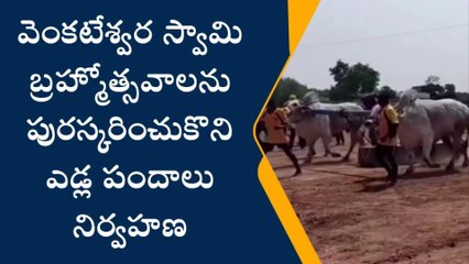 మార్కాపురం: ఉత్సాహంగా ఎడ్ల పందాలు పోటీలు
