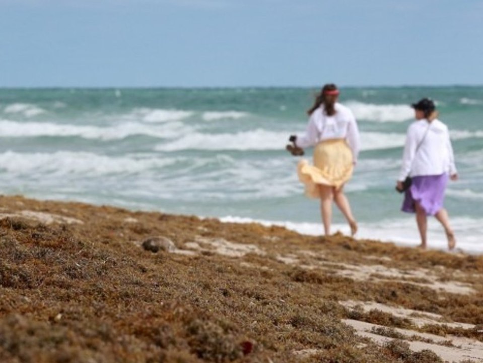 Angst in Florida: Stinkender Algenteppich nimmt Kurs auf Küste
