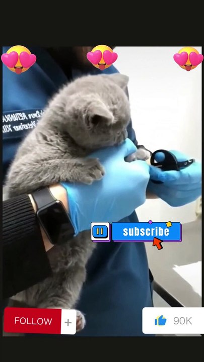 Cats are clipping nails #shorts #youtubeshorts #funny #cats #fun #jokes #cats #cat #viral #youtube