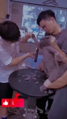 Oh my god, how can this happen | #shorts #cats #kitten #funny #catlovers #catvideos #doglovers #cat