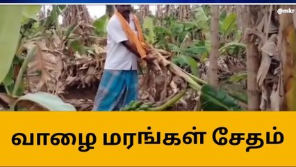 Télécharger la video: ராம்நாடு:அடித்து வீசிய சூறைக்காற்று - வேரோடு சாய்ந்த வாழை மரங்கள்!