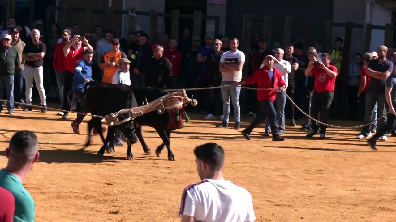 Beas (Jaén) celebra la fiesta taurina de San Ma...