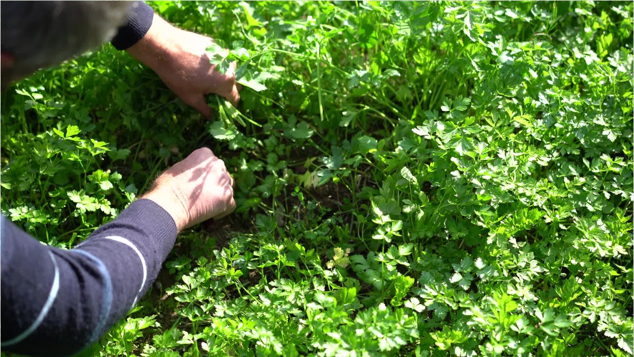 So gelingt der Anbau von Petersilie im Garten
