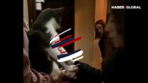 Bayramda gelene geçene elini öptüren kedi kahkahaya boğdu