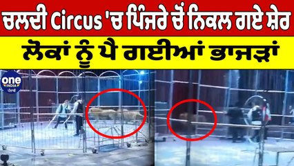 ਚਲਦੀ Circus 'ਚ ਪਿੰਜਰੇ ਚੋਂ ਨਿਕਲ ਗਏ ਸ਼ੇਰ  ਲੋਕਾਂ ਨੂੰ ਪੈ ਗਈਆਂ ਭਾਜੜਾਂ | OneIndia Punjabi