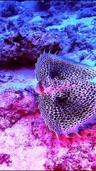 Underwater photography of finned fish in hd