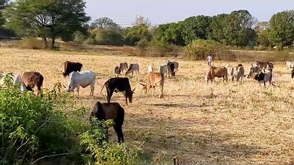 दलालों के चुंगल से 80 गोवंश को पुलिस ने किए बरामद