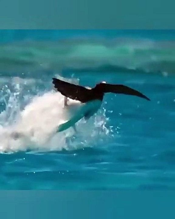 The shark caught the bird ...