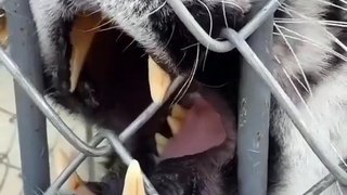 Tiger teeth biting fence video | Bengal tiger | Indian | Trending | Viral | Animals
