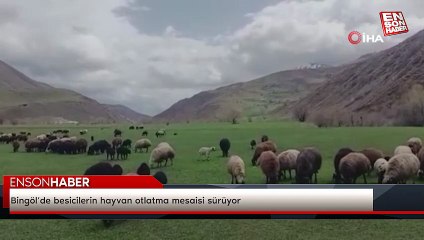 Bingöl’de besicilerin hayvan otlatma mesaisi sürüyor