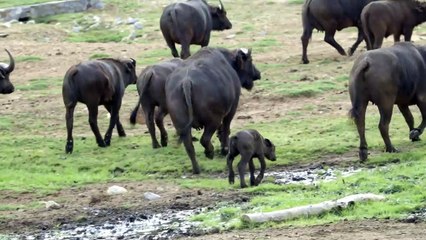 Don’t Spar With This Cape Buffalo Because He Might Be The Boss