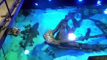 Filhotes de raias retornam ao aquário com a mãe