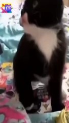 استعد للضحك بصوت عالٍ أفضل فيديو كوميدي 2023 هنا