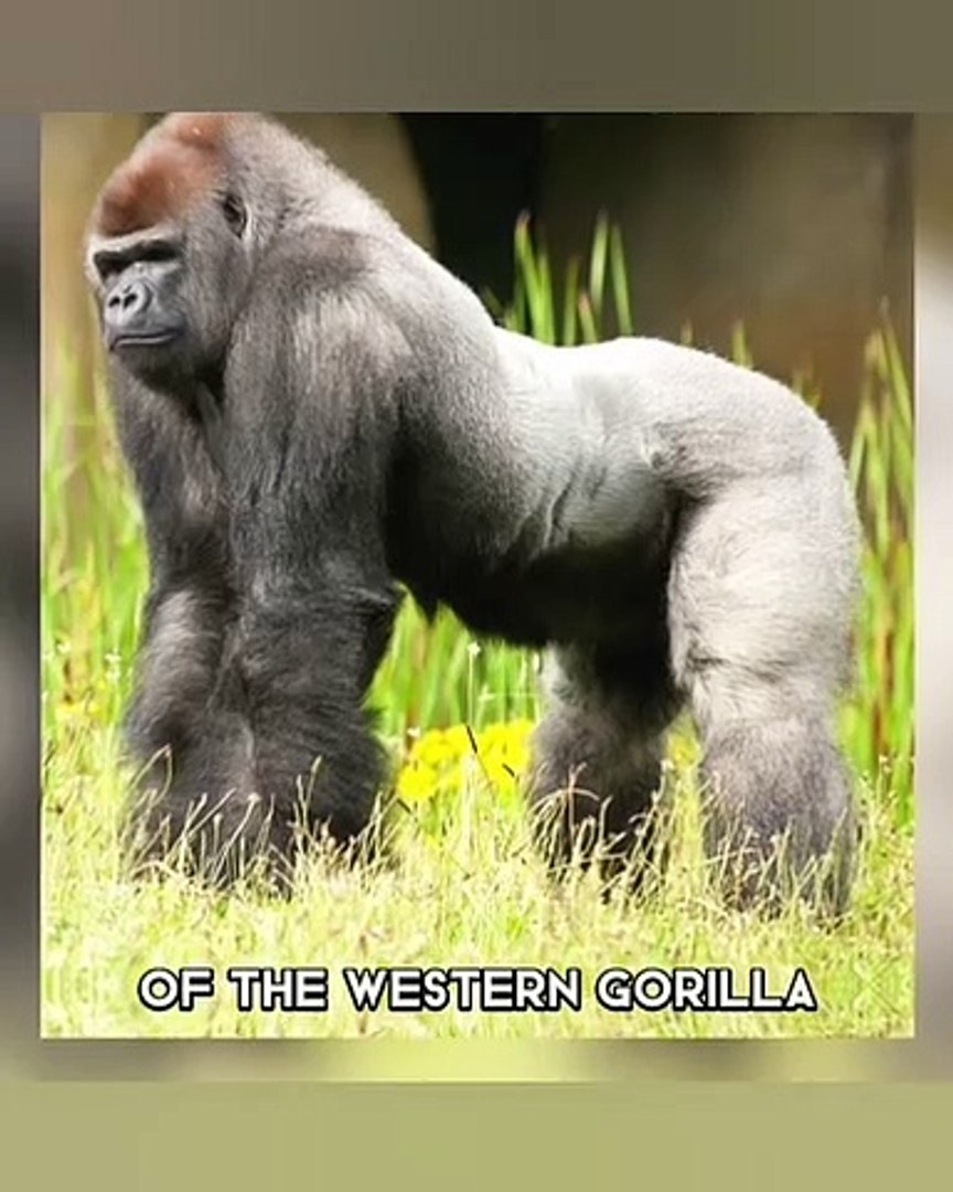 ⁣Cross River Gorilla  One Of The Most Endangered Animals In The Wild