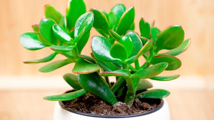 5 Jade Plant Care Tips—No Green Thumb Required