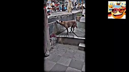 TOO HOT WEATHER HELPS TO ALL TYPES OF ANIMALS video_2023_04_13