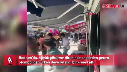 Otomobilden korkan deve ortalığı birbirine kattı