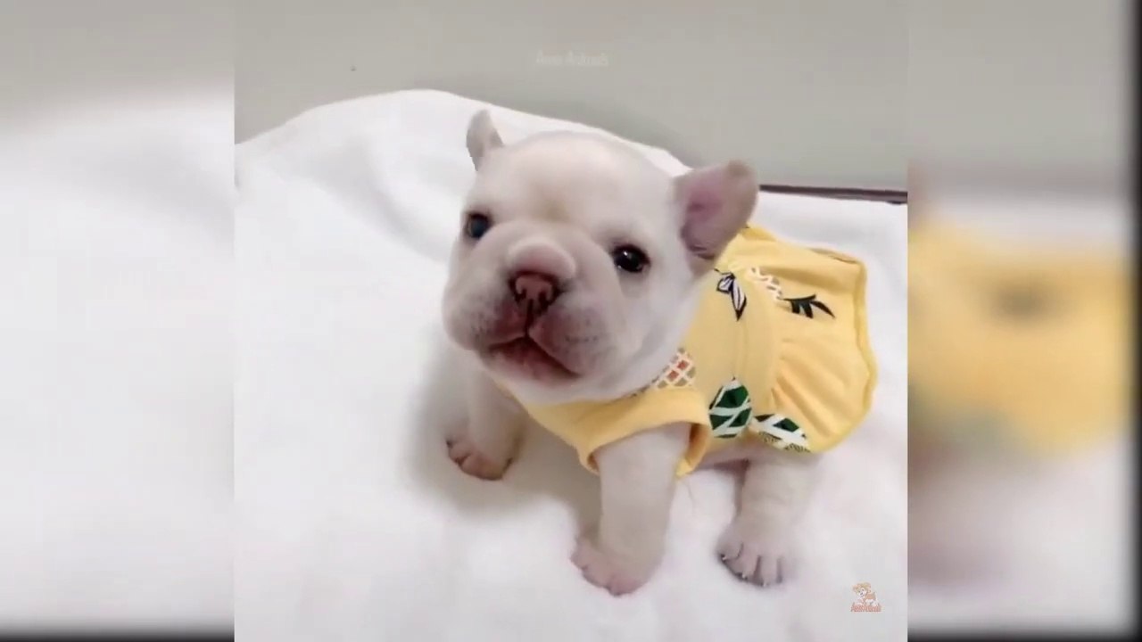Baby Dogs - Cute and Funny Dog Videos Compilation #63 _ Aww Animals