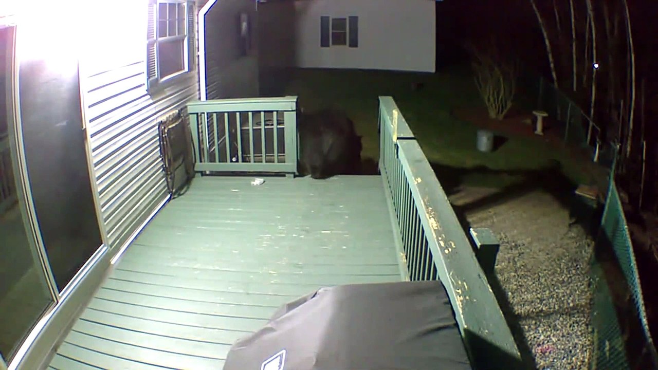 Bear Makes Itself At Home In Backyard