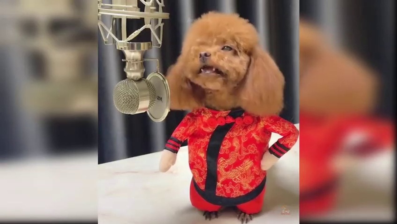 Baby Dogs  Cute and Funny Dog Videos Compilation 62  Aww Animals_480p
