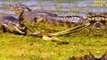 Giant Nile Crocodile Swamp King Fights Giant Python Anaconda For Life   Wildlife Documentary