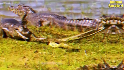 Giant Nile Crocodile Swamp King Fights Giant Python Anaconda For Life   Wildlife Documentary