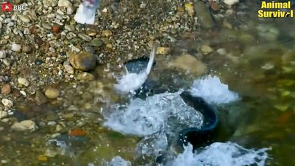 Fish and Marine Animals Incredible Moments  Sealion vs Penguin, Polar Bear vs Seal Amazing Footage