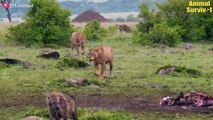 The Worst Fate Of The Hyena When The Lion Destroyed The Whole Family   Wildlife Documentary