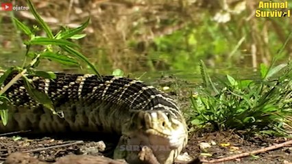 What Happens When Stupid Snake Chooses Wrong Prey And The End Is Tragic   Animal Attacks