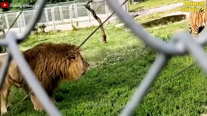 Top 10 Strongest Animals That The Lion Never Want to Meet   Wildlife Documentary