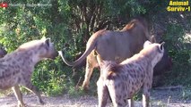 The Lion's Leg Was Bitten Off By Hyena In The Battle For Food - Lion Vs Hyenas