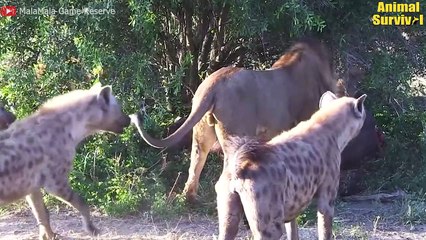 The Lion's Leg Was Bitten Off By Hyena In The Battle For Food - Lion Vs Hyenas