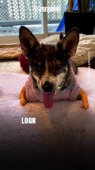 Ella es Amira, una perrita que logró caminar gracias a unas prótesis de sus patas delanteras